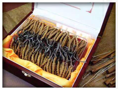 资中冬虫夏草回收